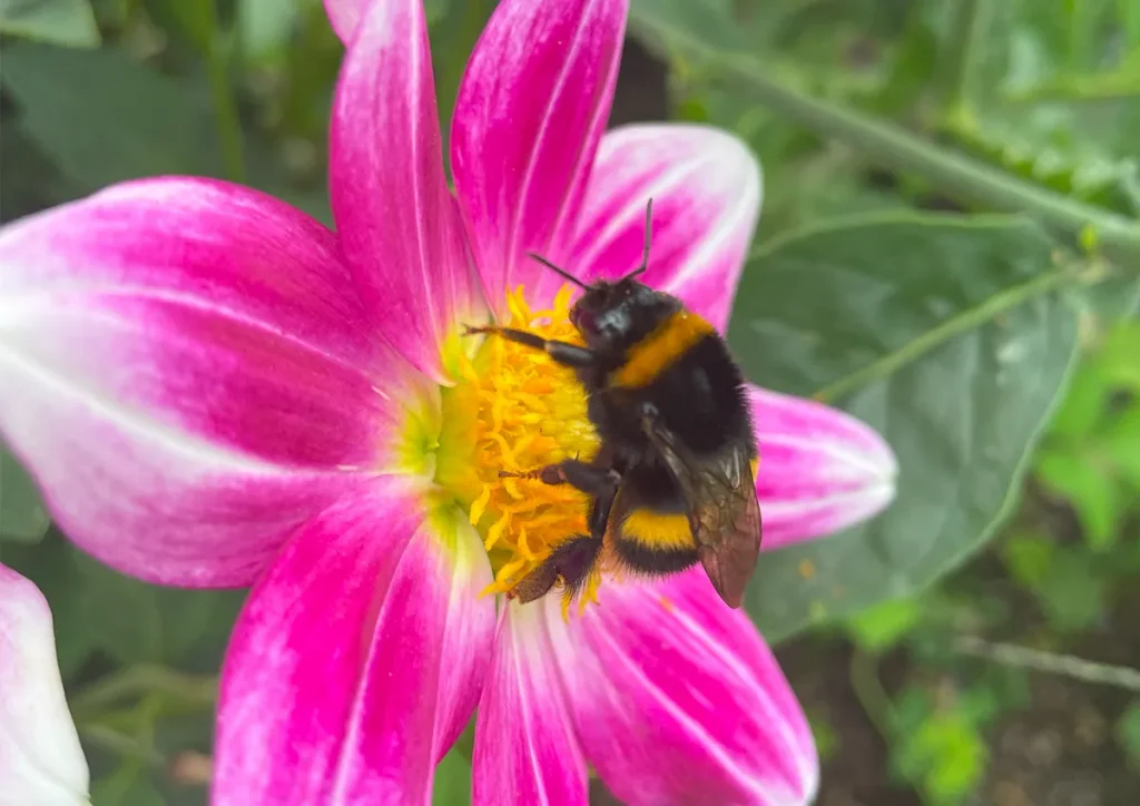 Biene sitzt auf rosa Blüte